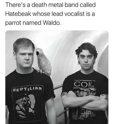 There's a death metal band called Hatebeak whose lead vocalist is a parrot named Waldo.