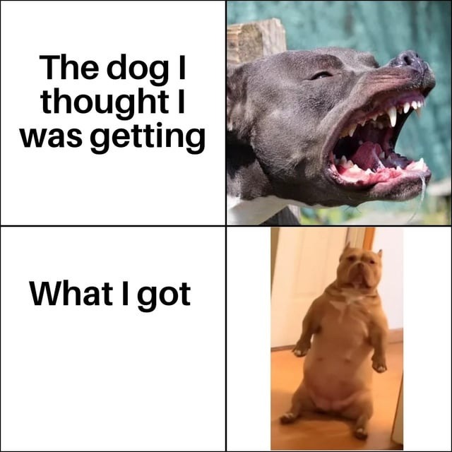 The dog I thought I was getting. What I got.