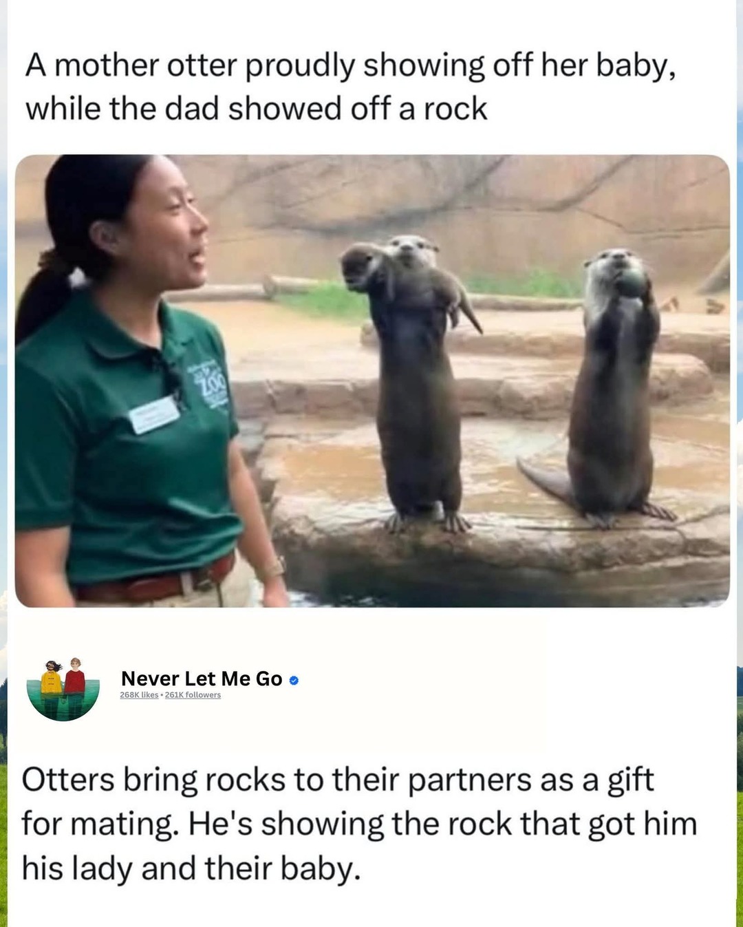 A mother otter proudly showing off her baby, while the dad showed off a rock. Otters bring rocks to their partners as a gift for mating. He's showing the rock that got him his lady and their baby.