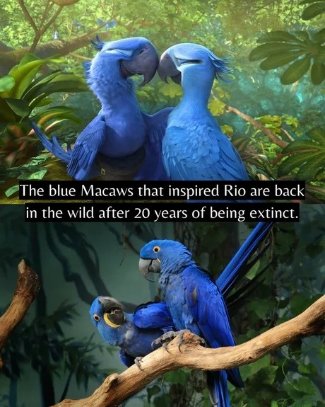 The blue Macaws that inspired Rio are back in the wild after 20 years of being extinct.