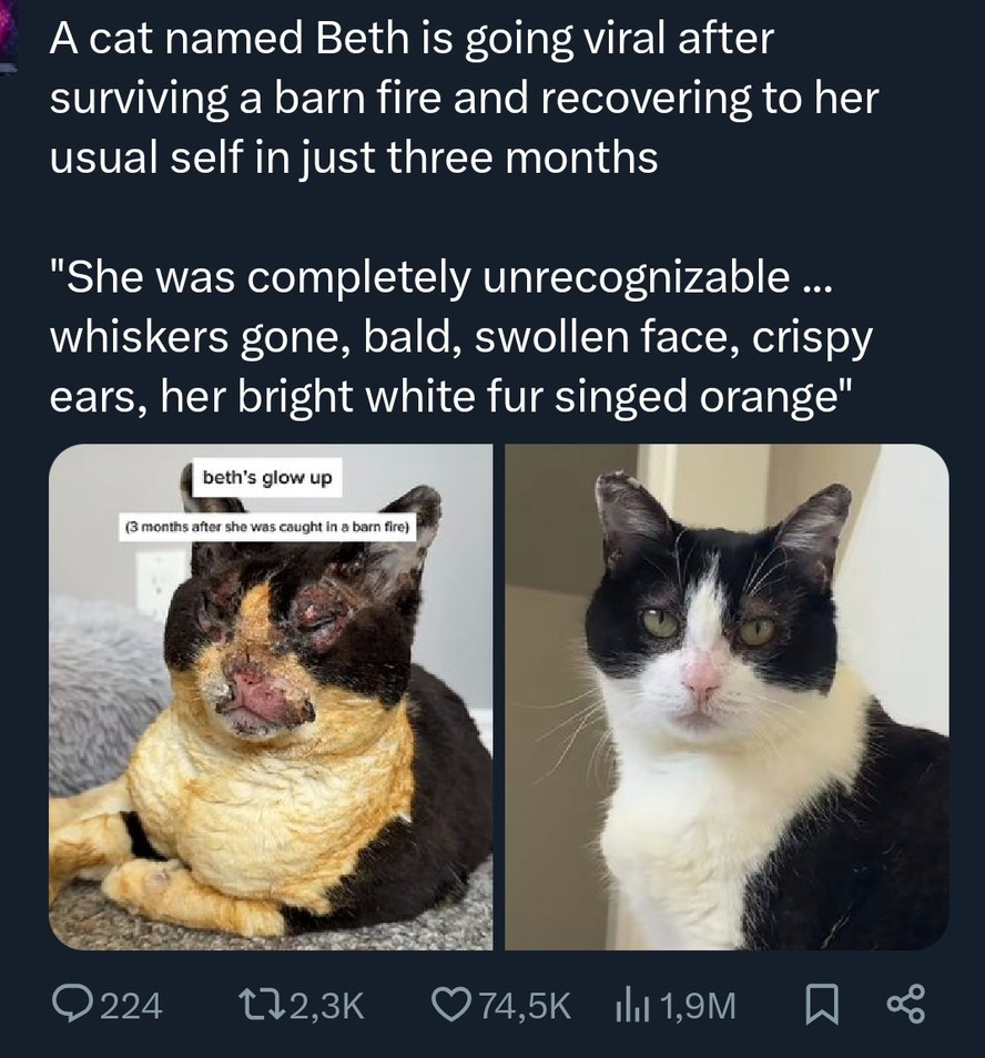 A cat named Beth is going viral after surviving a barn fire and recovering to her usual self in just three months. 