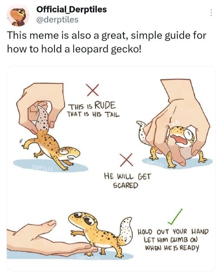 Official_Derptiles @derptiles This meme is also a great, simple guide for how to hold a leopard gecko! X THIS IS RUDE THAT IS HIS TAIL X HE WILL GET SCARED ✓ HOLD OUT YOUR HAND LET HIM CLIMB ON WHEN HE IS READY DERPTILES