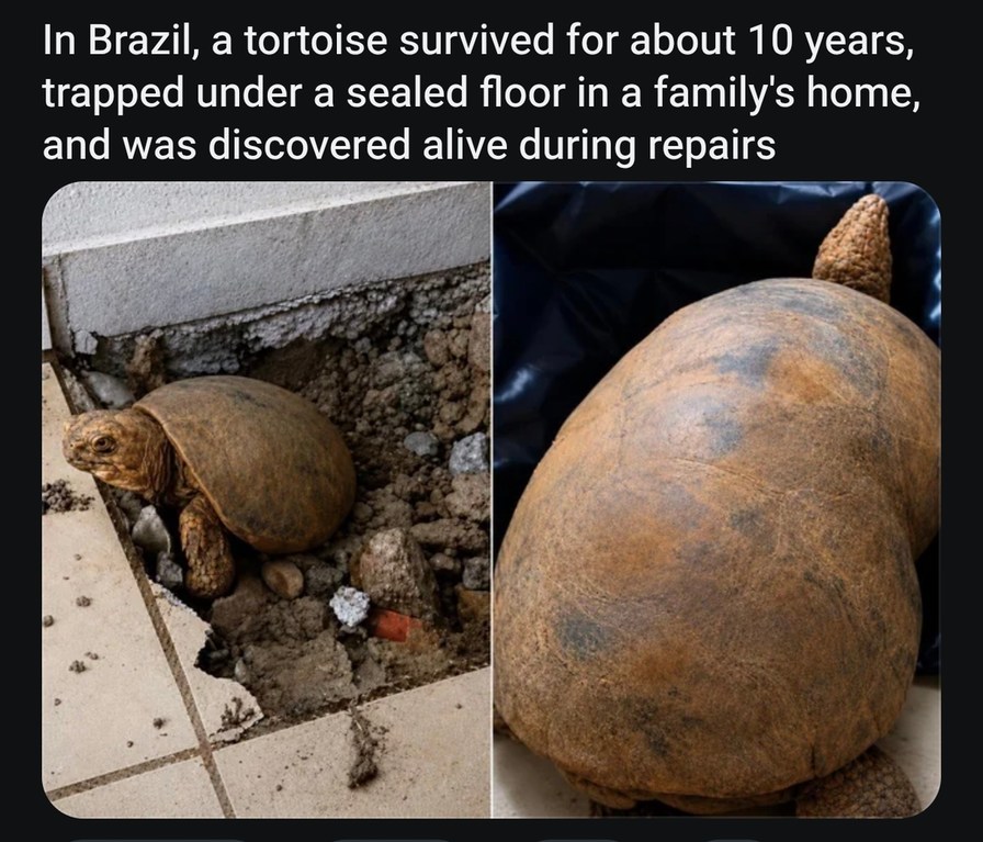 In Brazil, a tortoise survived for about 10 years, trapped under a sealed floor in a family's home, and was discovered alive during repairs