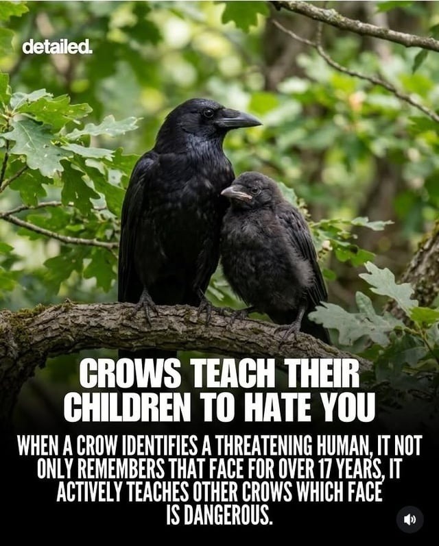 CROWS TEACH THEIR CHILDREN TO HATE YOU. WHEN A CROW IDENTIFIES A THREATENING HUMAN, IT NOT ONLY REMEMBERS THAT FACE FOR OVER 17 YEARS, IT ACTIVELY TEACHES OTHER CROWS WHICH FACE IS DANGEROUS.