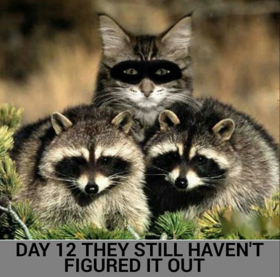 DAY 12 THEY STILL HAVEN'T FIGURED IT OUT