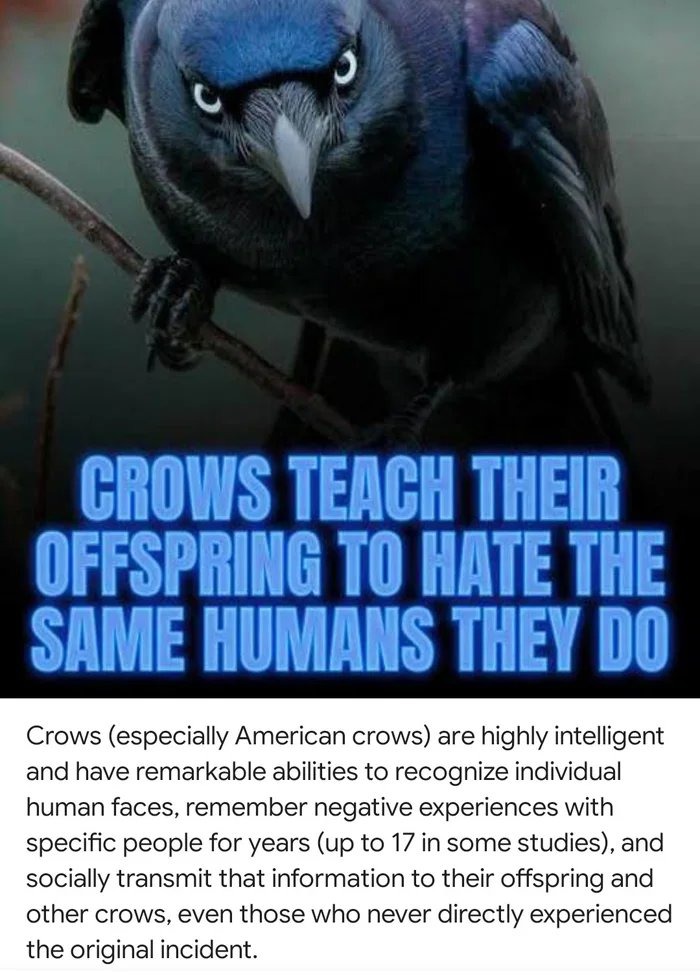 CROWS TEACH THEIR OFFSPRING TO HATE THE SAME HUMANS THEY DO. Crows (especially American crows) are highly intelligent and have remarkable abilities to recognize individual human faces, remember negative experiences with specific people for years (up to 17 in some studies), and socially transmit that information to their offspring and other crows, e