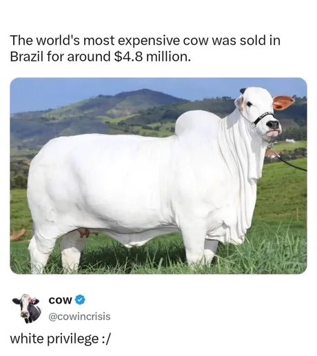 The world's most expensive cow was sold in Brazil for around $4.8 million. cow @cowincrisis white privilege :/