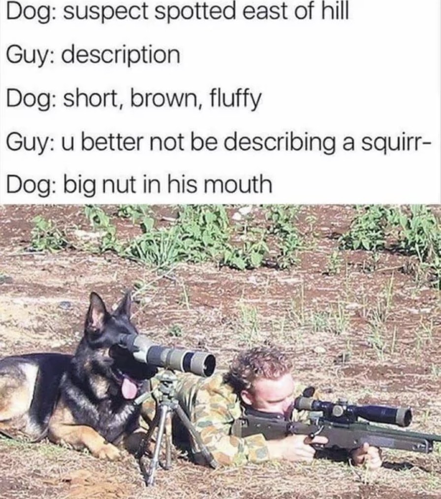 Dog: suspect spotted east of hill Guy: description Dog: short, brown, fluffy Guy: u better not be describing a squirr- Dog: big nut in his mouth