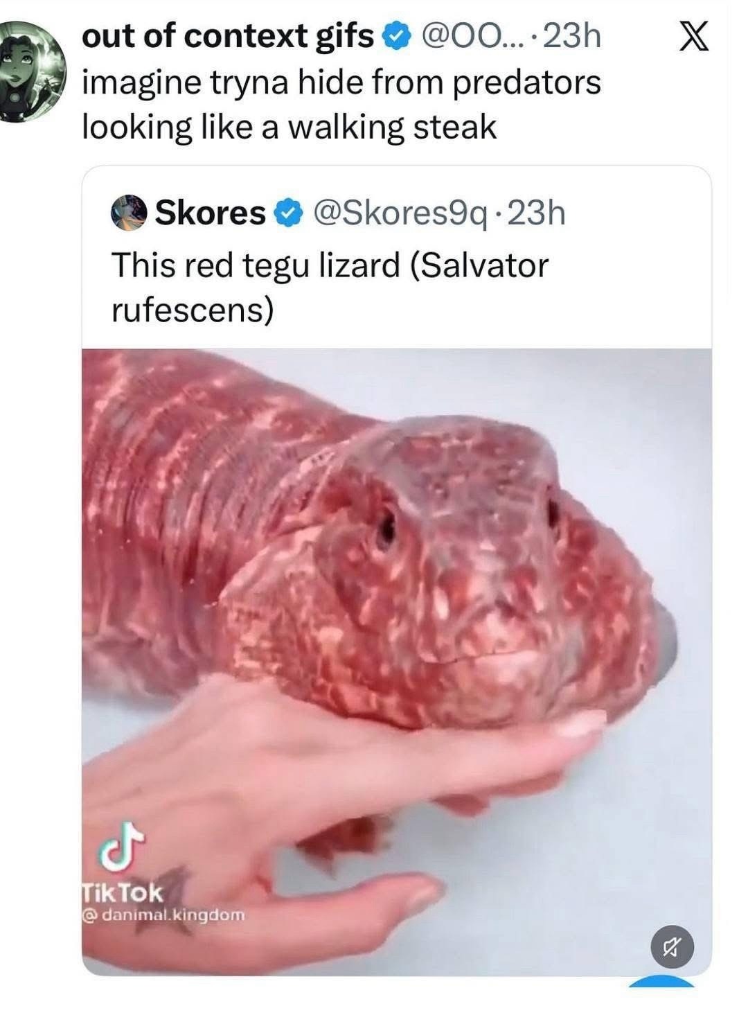 out of context gifs @OO... 23h imagine tryna hide from predators looking like a walking steak Skores @Skores9q 23h This red tegu lizard (Salvator rufescens) TikTok @danimal.kingdom