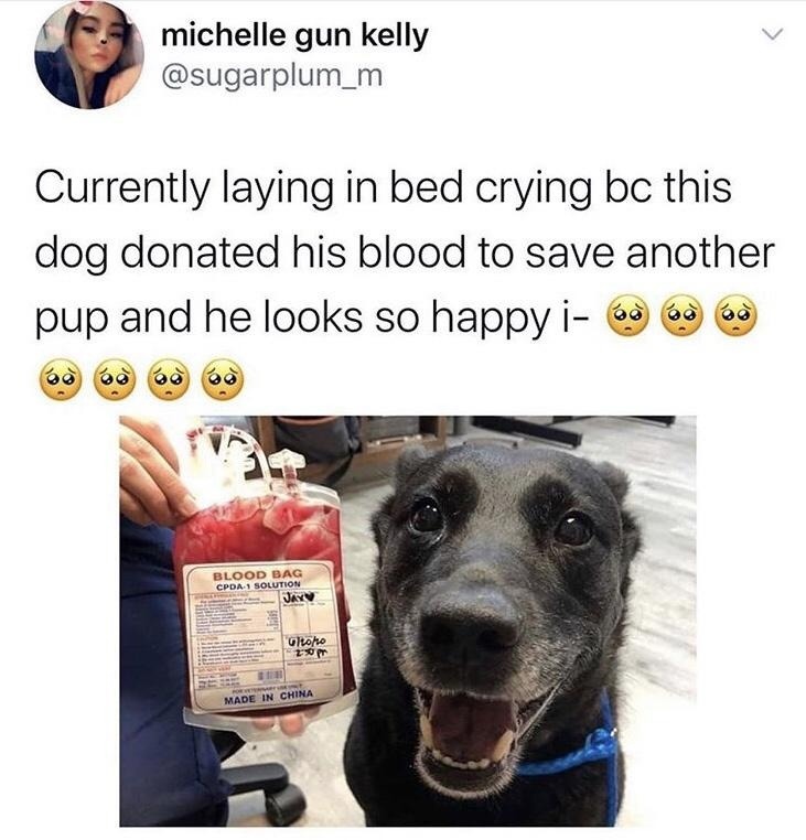 Currently laying in bed crying bc this dog donated his blood to save another pup and he looks so happy i- 🥺🥺🥺🥺🥺🥺