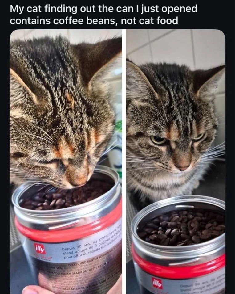 My cat finding out the can I just opened contains coffee beans, not cat food