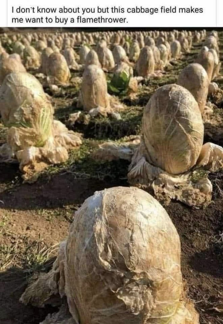 I don't know about you but this cabbage field makes me want to buy a flamethrower.