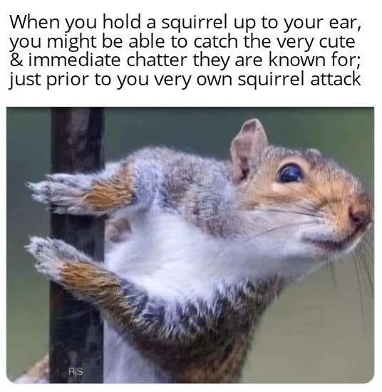 When you hold a squirrel up to your ear, you might be able to catch the very cute & immediate chatter they are known for; just prior to you very own squirrel attack