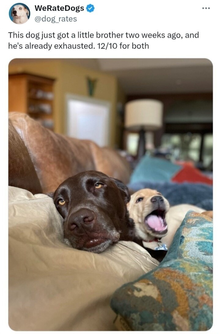 This dog just got a little brother two weeks ago, and he's already exhausted. 12/10 for both