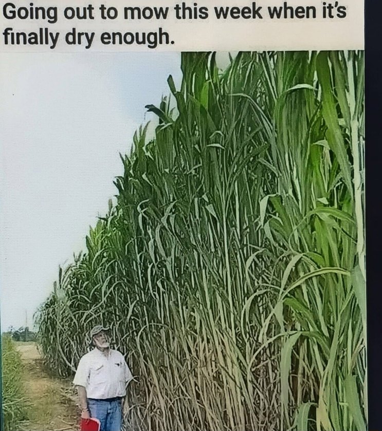 Going out to mow this week when it's finally dry enough.