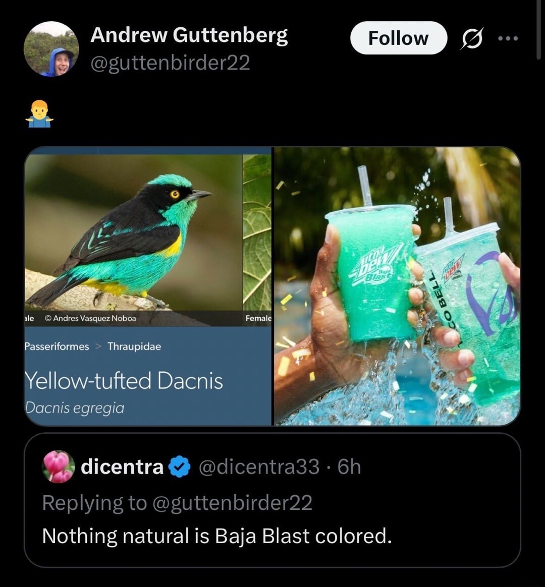 Andrew Guttenberg @guttenbirder22. Image shows a Yellow-tufted Dacnis bird (Dacnis egregia) with vibrant blue, black, and yellow feathers, identified as Passeriformes > Thraupidae. On the right, two hands hold two cups of Mountain Dew Baja Blast, a bright blue-green drink, with water splashing. A reply from @dicentra33 states: 'Nothing natural is B