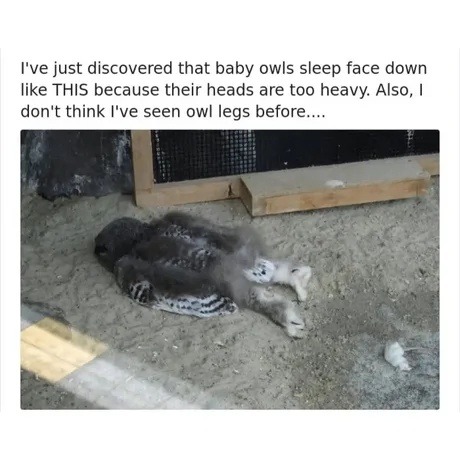 I've just discovered that baby owls sleep face down like THIS because their heads are too heavy. Also, I don't think I've seen owl legs before....