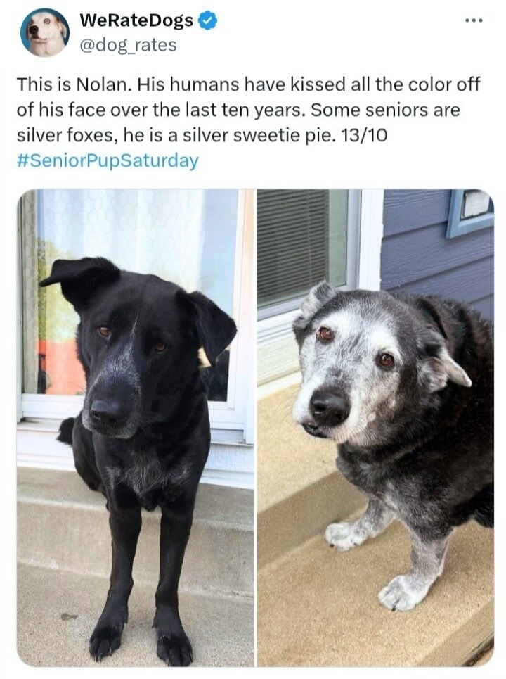 WeRateDogs @dog_rates This is Nolan. His humans have kissed all the color off of his face over the last ten years. Some seniors are silver foxes, he is a silver sweetie pie. 13/10 #SeniorPupSaturday