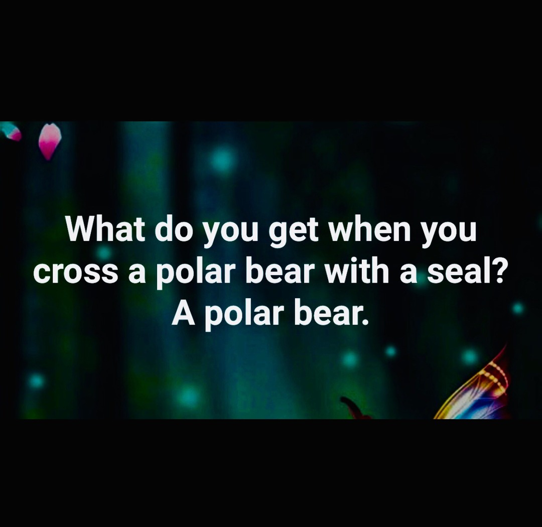 What do you get when you cross a polar bear with a seal? A polar bear.
