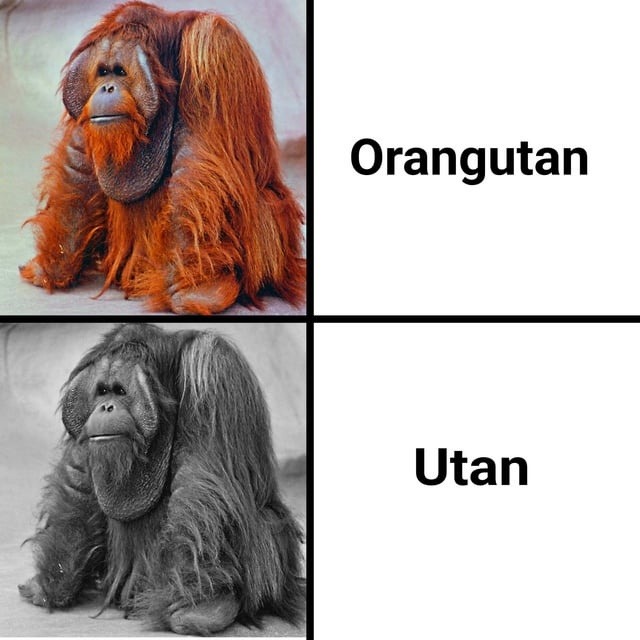 Orangutan Utan