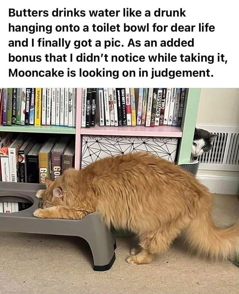 Butters drinks water like a drunk hanging onto a toilet bowl for dear life and I finally got a pic. As an added bonus that I didn't notice while taking it, Mooncake is looking on in judgement.