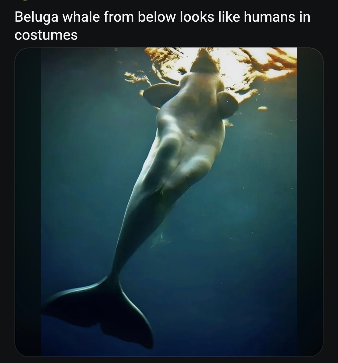 Beluga whale from below looks like humans in costumes