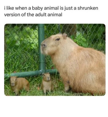 i like when a baby animal is just a shrunken version of the adult animal