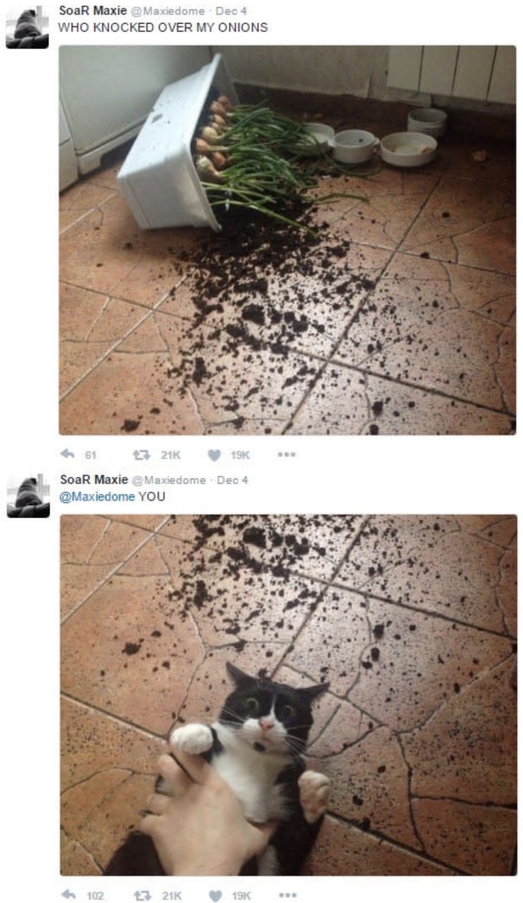 WHO KNOCKED OVER MY ONIONS @Maxiedome YOU