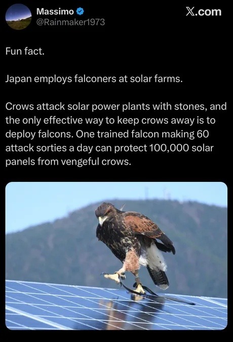 Fun fact. Japan employs falconers at solar farms. Crows attack solar power plants with stones, and the only effective way to keep crows away is to deploy falcons. One trained falcon making 60 attack sorties a day can protect 100,000 solar panels from vengeful crows.