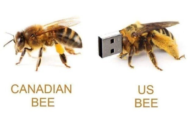 CANADIAN BEE US BEE