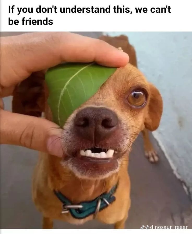 If you don't understand this, we can't be friends