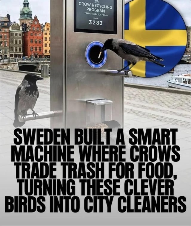 CROW RECYCLING PROGRAM - TRANE TRASH FOR FOOD - 3283. SWEDEN BUILT A SMART MACHINE WHERE CROWS TRADE TRASH FOR FOOD, TURNING THESE CLEVER BIRDS INTO CITY CLEANERS.