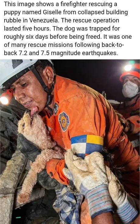 This image shows a firefighter rescuing a puppy named Giselle from collapsed building rubble in Venezuela. The rescue operation lasted five hours. The dog was trapped for roughly six days before being freed. It was one of many rescue missions following back-to-back 7.2 and 7.5 magnitude earthquakes.