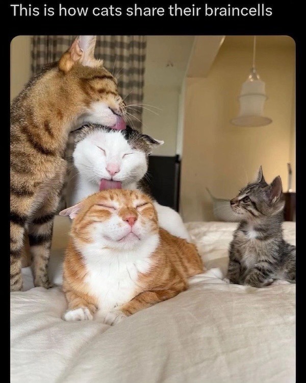 This is how cats share their braincells