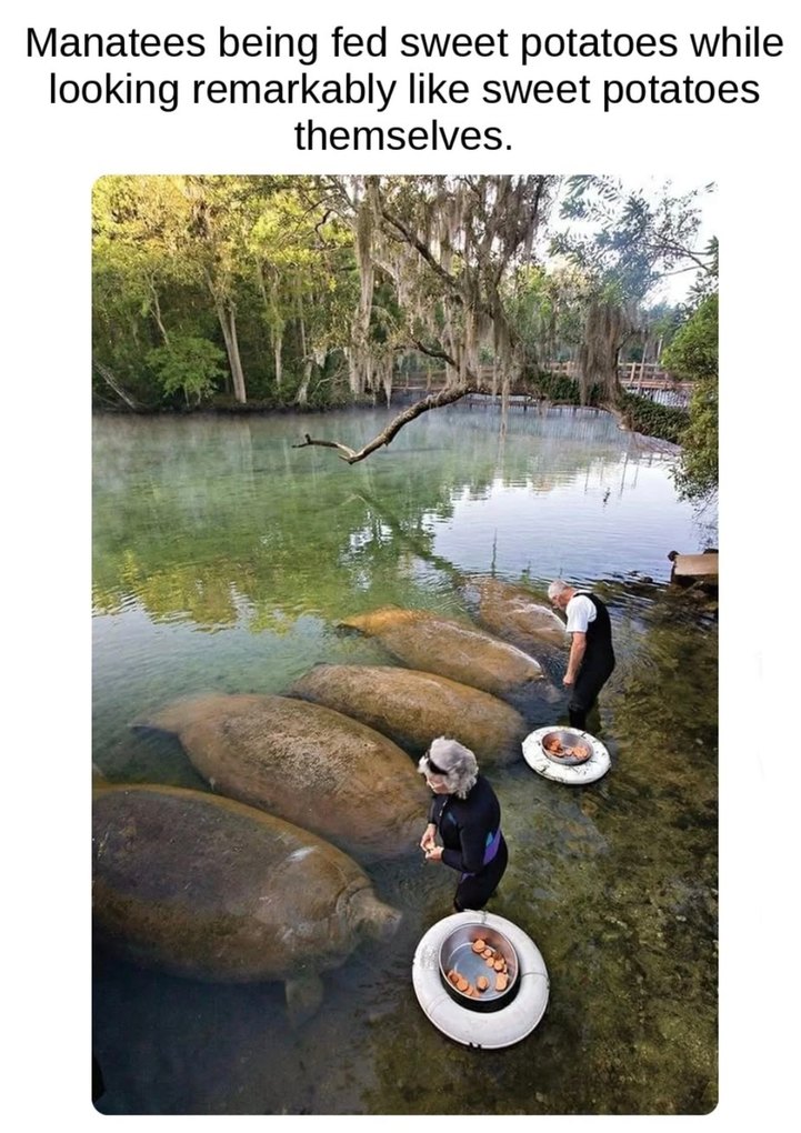 Manatees being fed sweet potatoes while looking remarkably like sweet potatoes themselves.