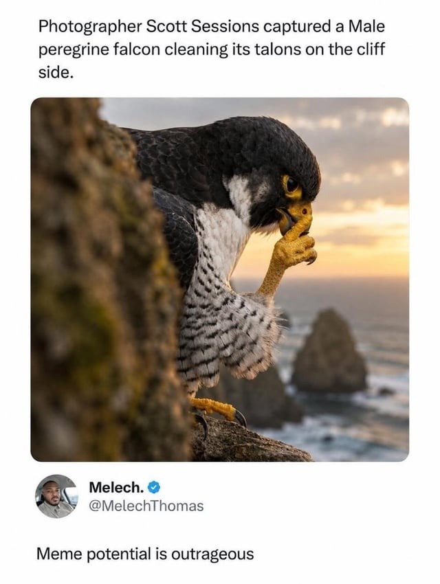 Photographer Scott Sessions captured a Male peregrine falcon cleaning its talons on the cliff side. Meme potential is outrageous.