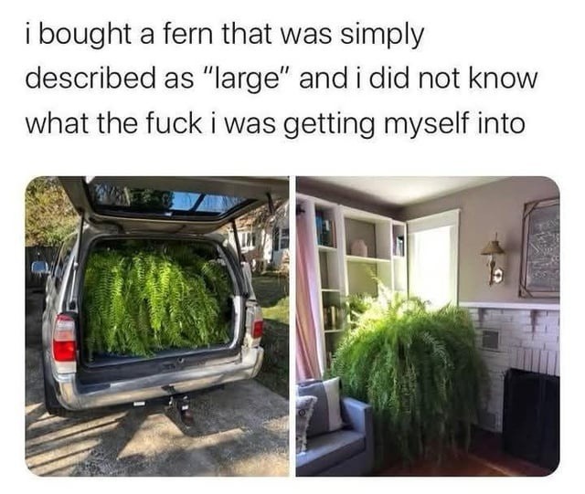 I bought a fern that was simply described as 