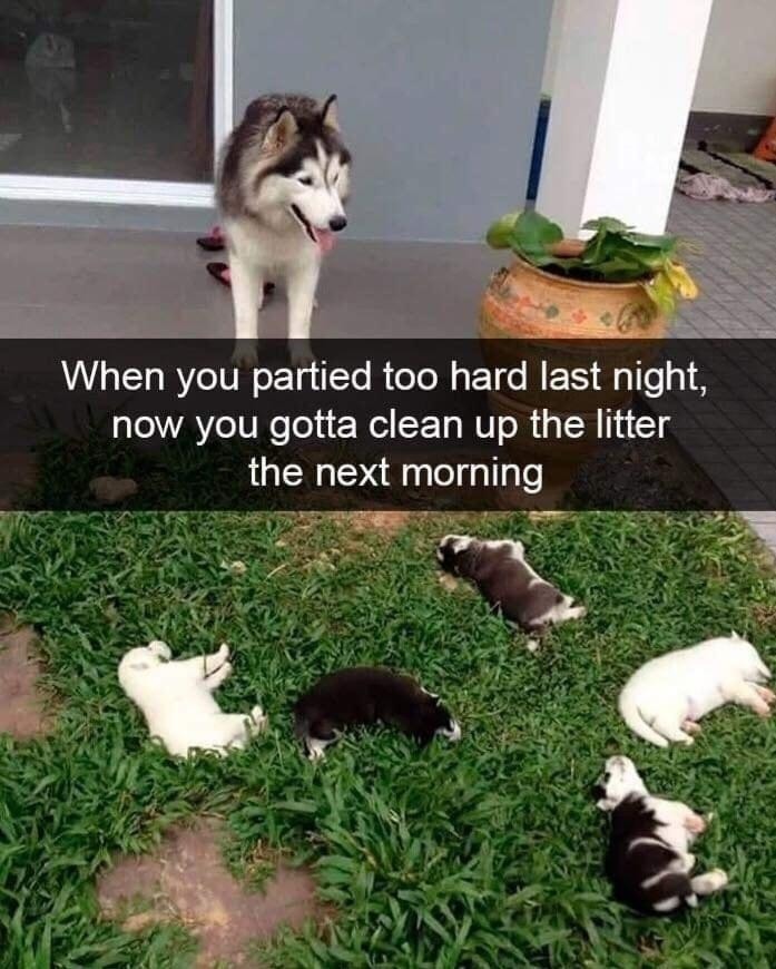 When you partied too hard last night, now you gotta clean up the litter the next morning