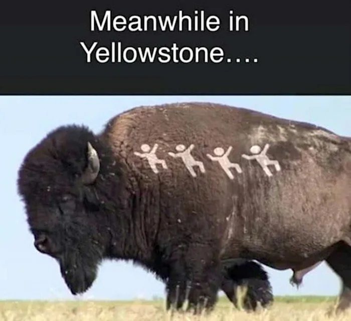Meanwhile in Yellowstone....