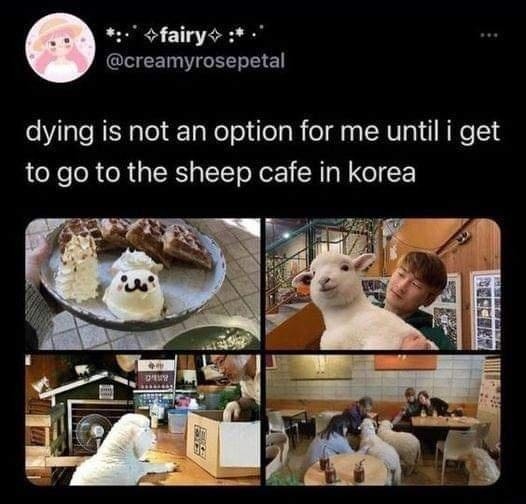 dying is not an option for me until i get to go to the sheep cafe in korea
