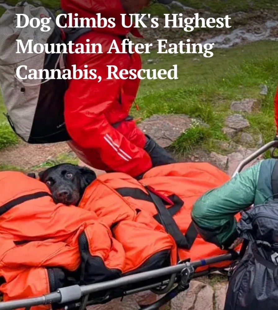 Dog Climbs UK's Highest Mountain After Eating Cannabis, Rescued