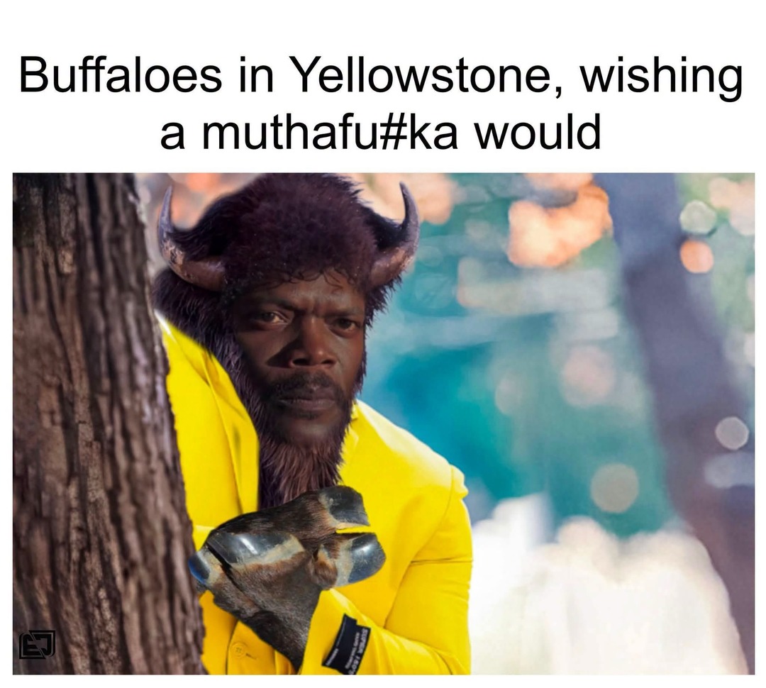 Buffaloes in Yellowstone, wishing a muthafu#ka would