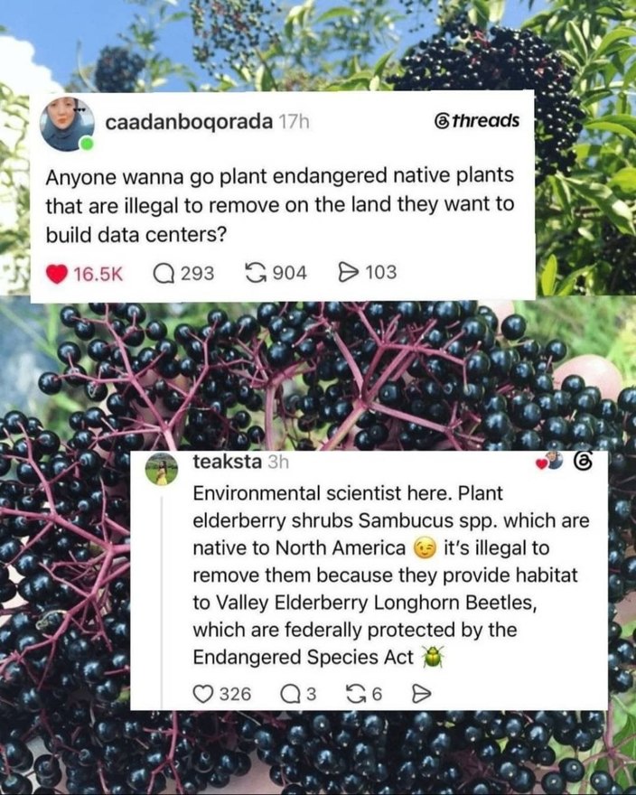 Anyone wanna go plant endangered native plants that are illegal to remove on the land they want to build data centers? Environmental scientist here. Plant elderberry shrubs Sambucus spp. which are native to North America. It's illegal to remove them because they provide habitat to Valley Elderberry Longhorn Beetles, which are federally protected by