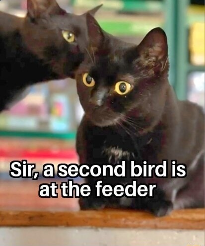 Sir, a second bird is at the feeder