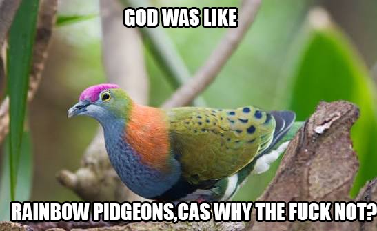 GOD WAS LIKE RAINBOW PIDGEONS,CAS WHY THE FUCK NOT?