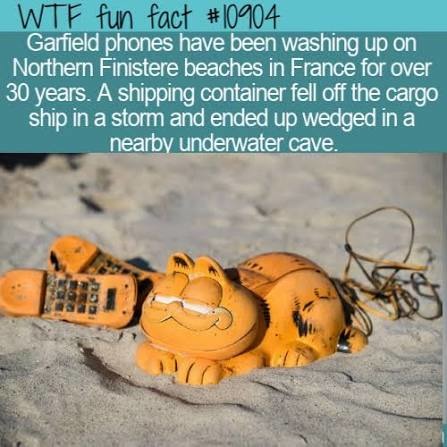WTF fun fact #10904 Garfield phones have been washing up on Northern Finistere beaches in France for over 30 years. A shipping container fell off the cargo ship in a storm and ended up wedged in a nearby underwater cave.