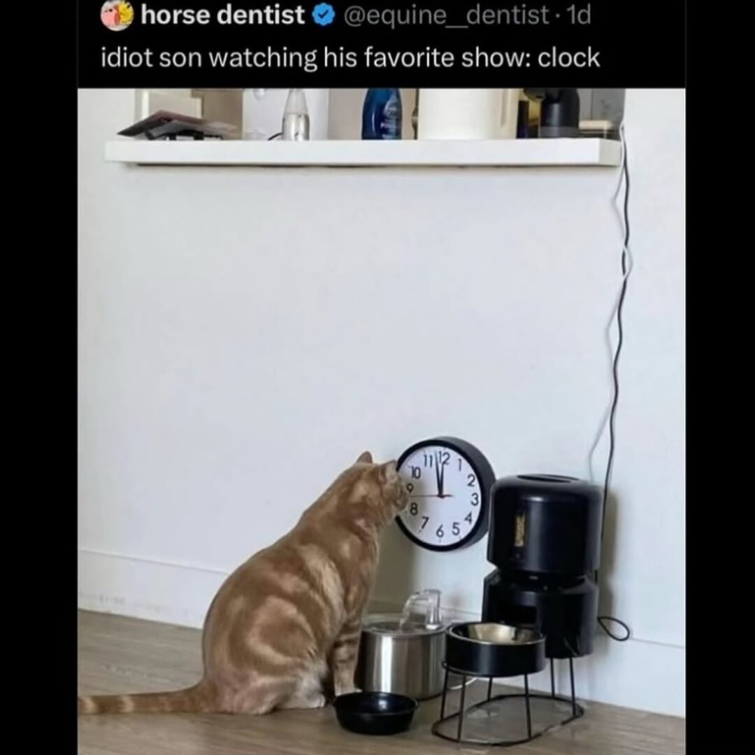 idiot son watching his favorite show: clock