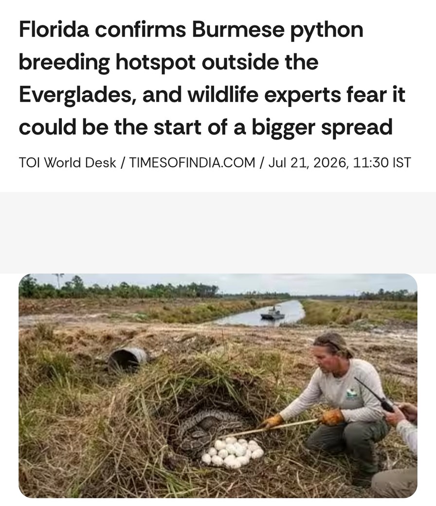 Florida confirms Burmese python breeding hotspot outside the Everglades, and wildlife experts fear it could be the start of a bigger spread. TOI World Desk / TIMESOFINDIA.COM / Jul 21, 2026, 11:30 IST