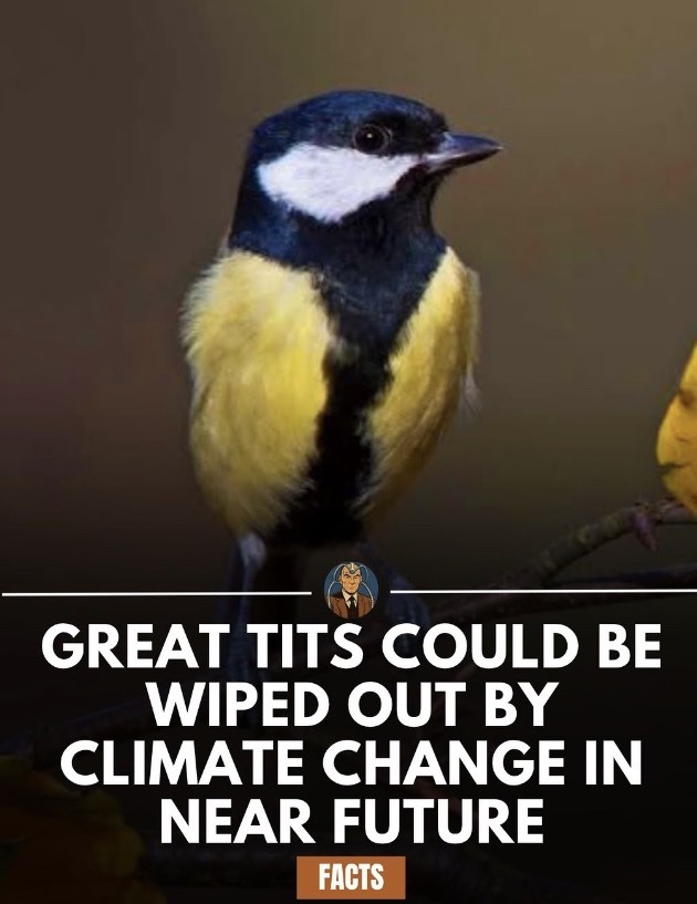 GREAT TITS COULD BE WIPED OUT BY CLIMATE CHANGE IN NEAR FUTURE FACTS