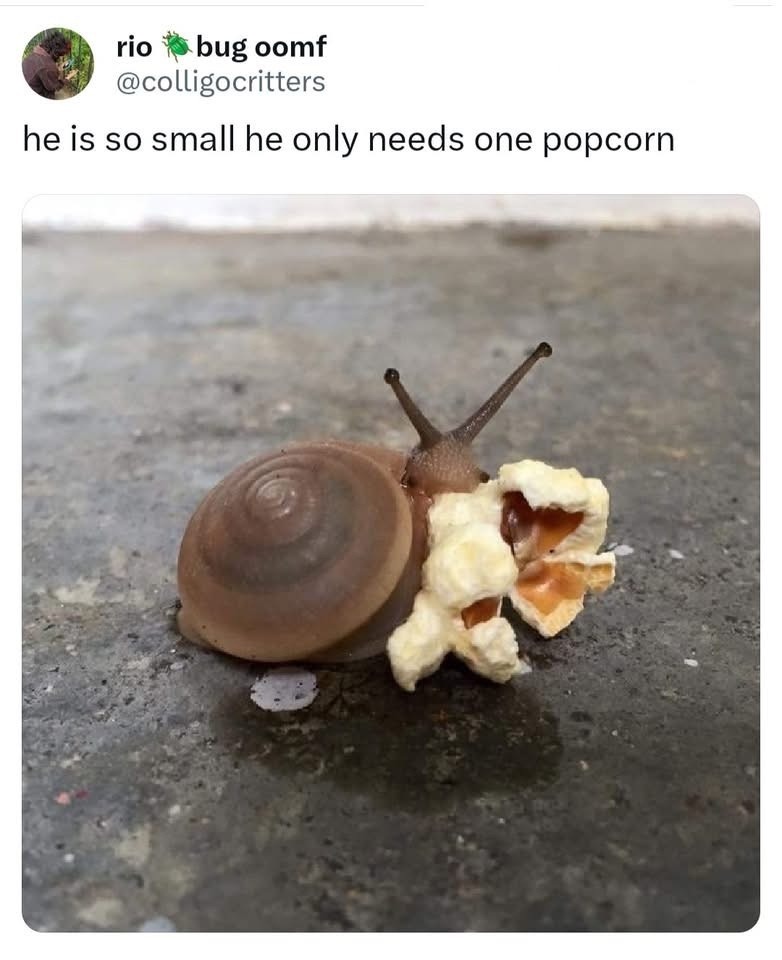 rio bug oomf @colligocritters he is so small he only needs one popcorn